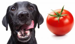 泰迪可以吃番茄吗 狗能吃小番茄吗